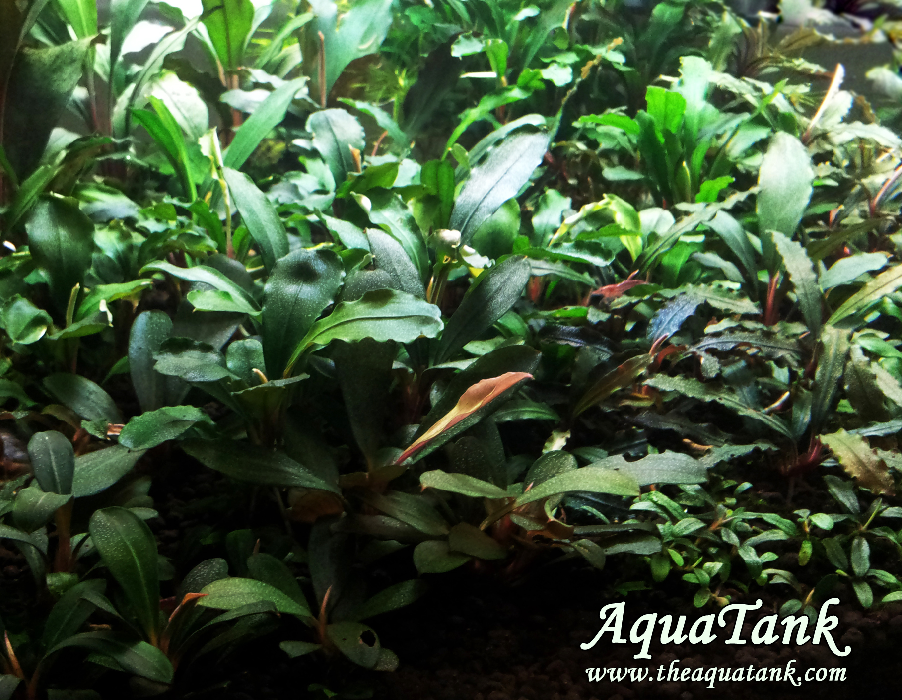 Bucephalandra species aquarium plant | AquaTank Rare Aquarium Plants